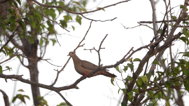 Dove, Eared (Colombia) 1