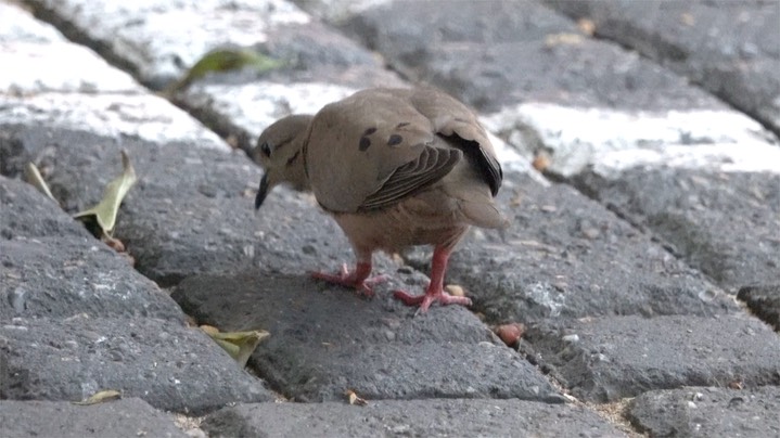 Dove, Eared (Colombia) 2