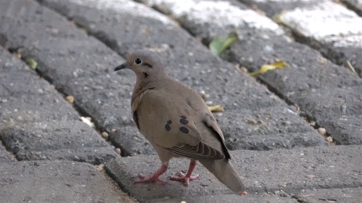 Dove, Eared (Colombia) 3