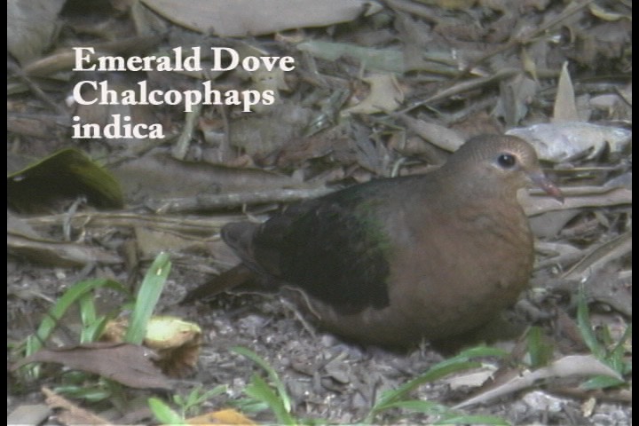 Dove, Emerald 1