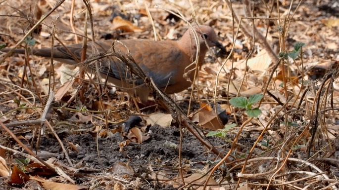 Dove, Laughing - Senegal 1