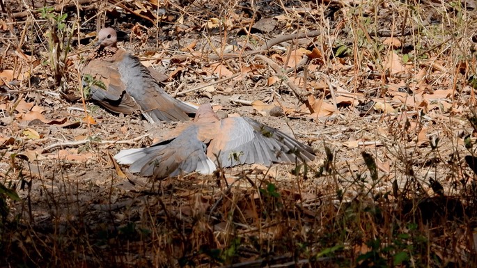 Dove, Laughing - Senegal 2