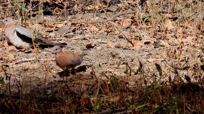 Dove, Laughing - Senegal 3