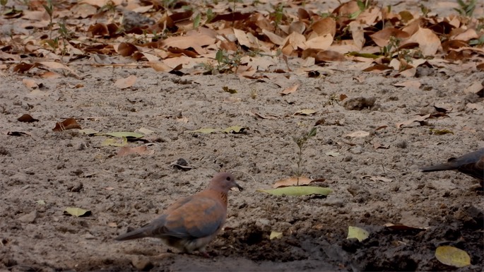 Dove, Laughing - Senegal 4