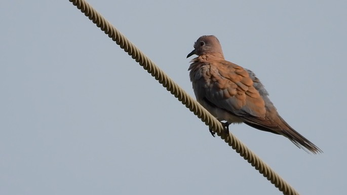 Dove, Laughing 1