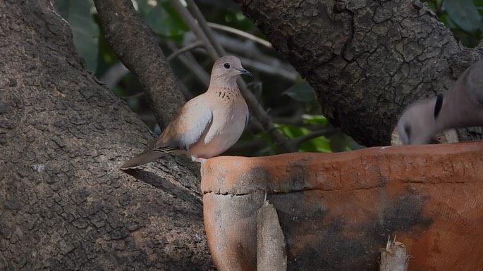 Dove, Laughing 2