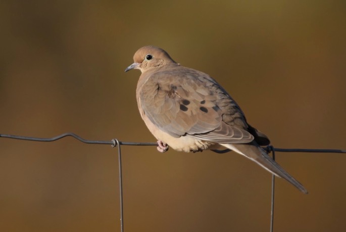 Dove, Mourning e