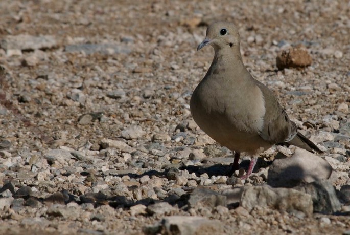 Dove, Mourning f