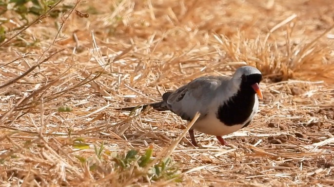 Dove, Namaqua 1