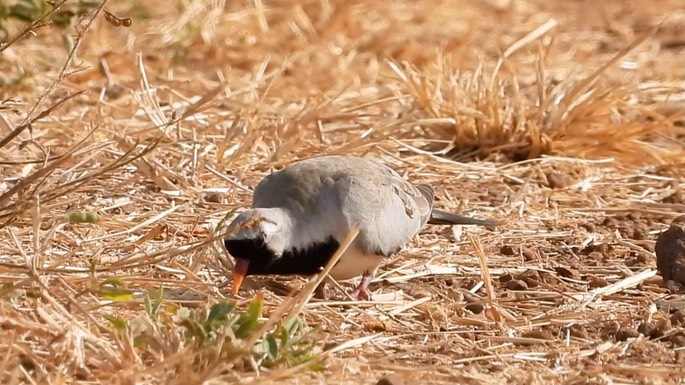 Dove, Namaqua 2