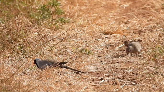 Dove, Namaqua 3