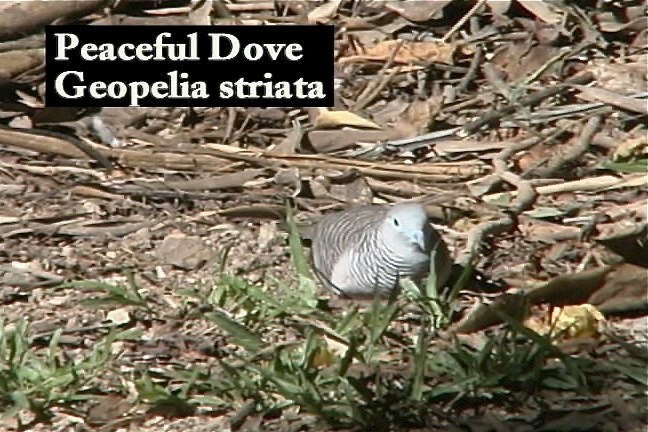 Dove, Peaceful 1_1