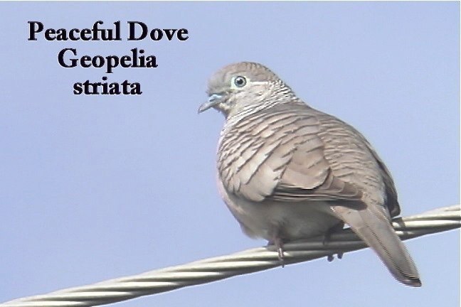 Dove, Peaceful 1