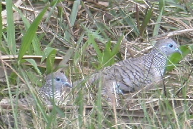 Dove, Peaceful 2