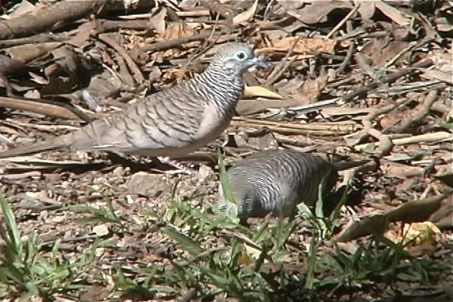 Dove, Peaceful 3_1