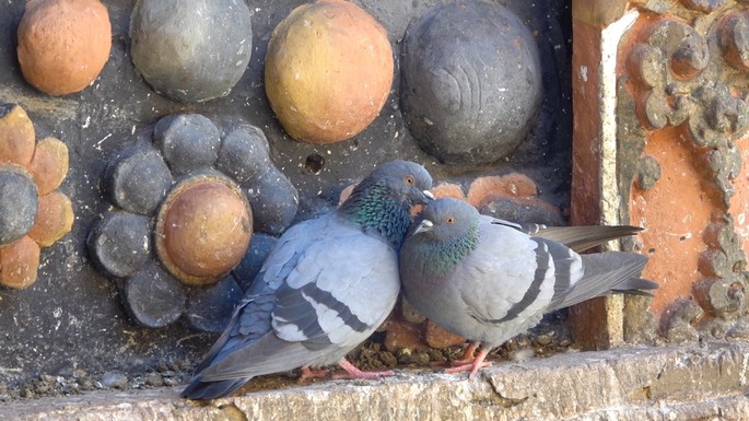 Dove (Pigeon), Rock