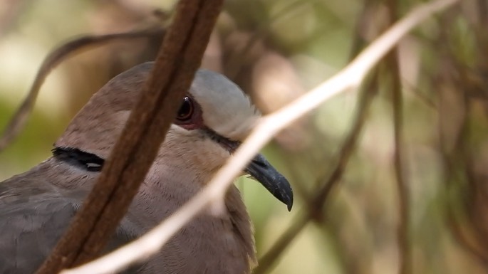 Dove, Red-eyed 1