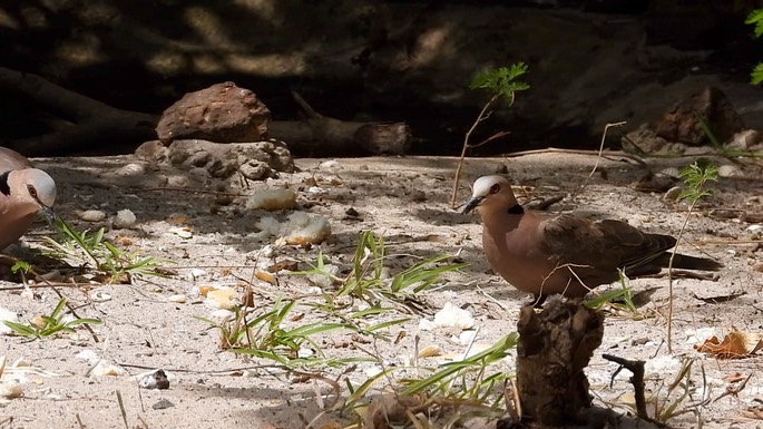 Dove, Red-eyed 3