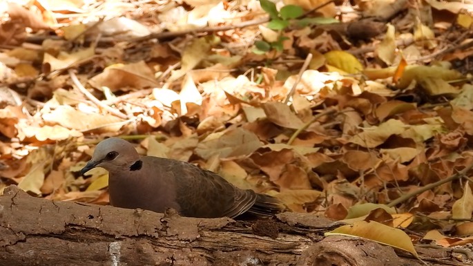 Dove, Red-eyed 4