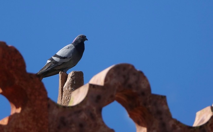 Dove, Rock