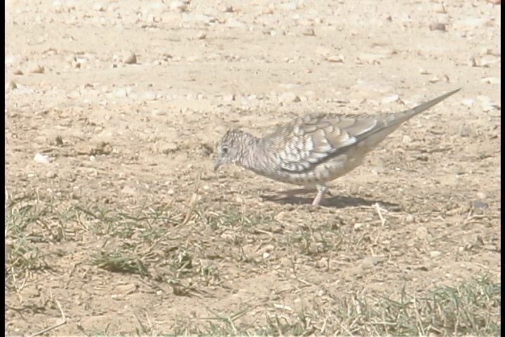 Dove, Scaly