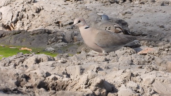 Dove, Vinaceous - Senegal 1