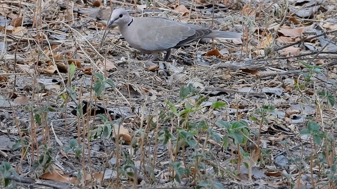 Dove, Vinaceous - Senegal 2