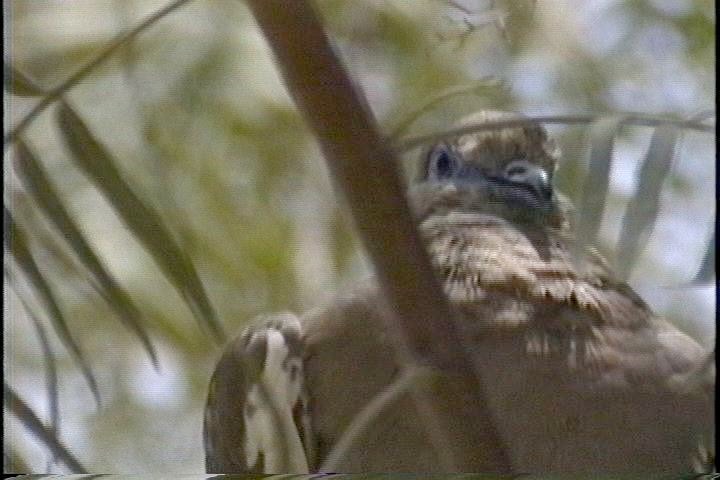 Dove, West Peruvian (Pacific)