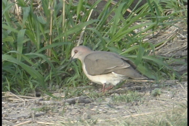 Dove, White-tipped 1