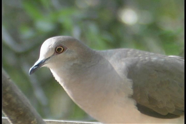 Dove, White-tipped 30