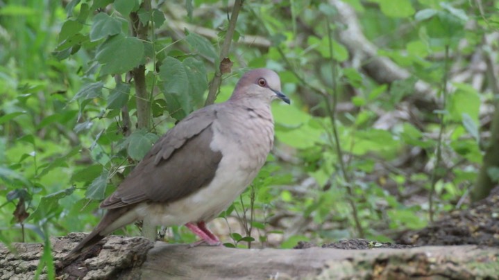 Dove, White-tipped 3