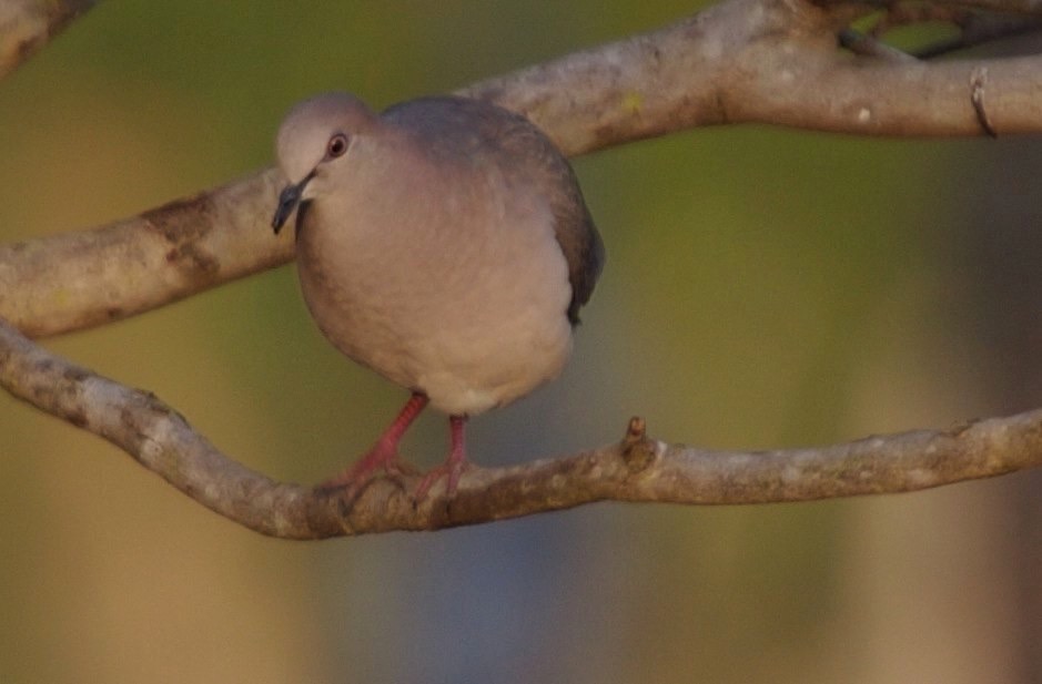 Dove, White-tipped a