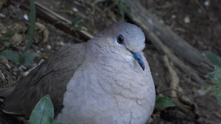 Dove, White-tipped (Colombia) 8