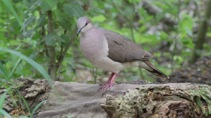 Dove, White-tipped Santa Ana 1