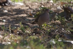 Dove, White-tipped18