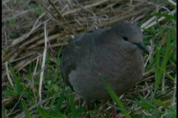 Dove, White-tipped3