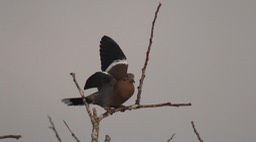 Dove, White-winged 2