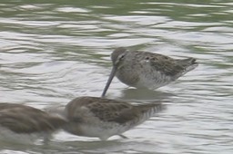 Dowitcher, Long-billed 1