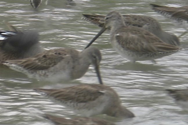 Dowitcher, Long-billed 3