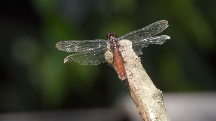 Dragonfly - unidentified (Cerro Montezuma, Colombia)