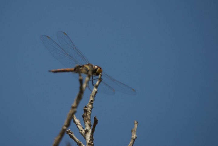 Dragonfly