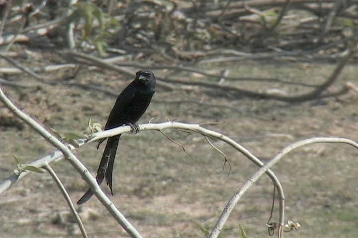 Drongo, Black 9