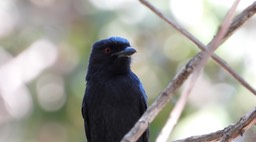 Drongo, Fork-tailed - Senegal 2