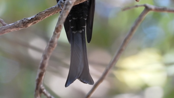 Drongo, Fork-tailed - Senegal 5