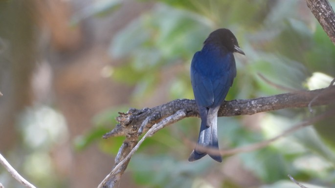 Drongo, Fork-tailed - Senegal 1