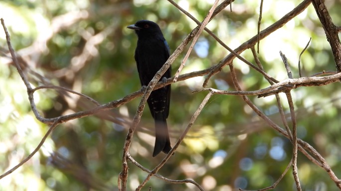 Drongo, Fork-tailed - Senegal 6