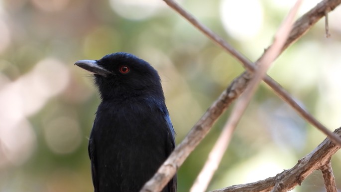 Drongo, Fork-tailed - Senegal 3