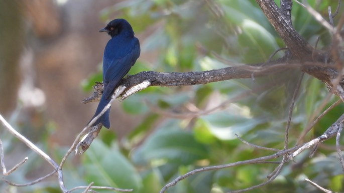 Drongo, Fork-tailed - Senegal 4