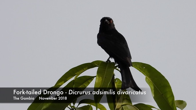 Drongo, Fork-tailed 1