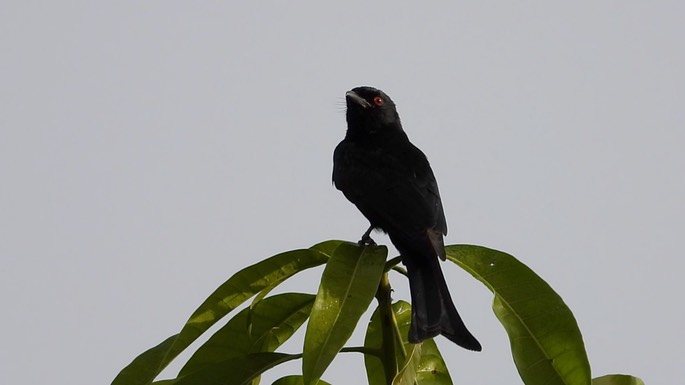 Drongo, Fork-tailed 2